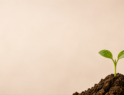 A young seedling sprouting from soil